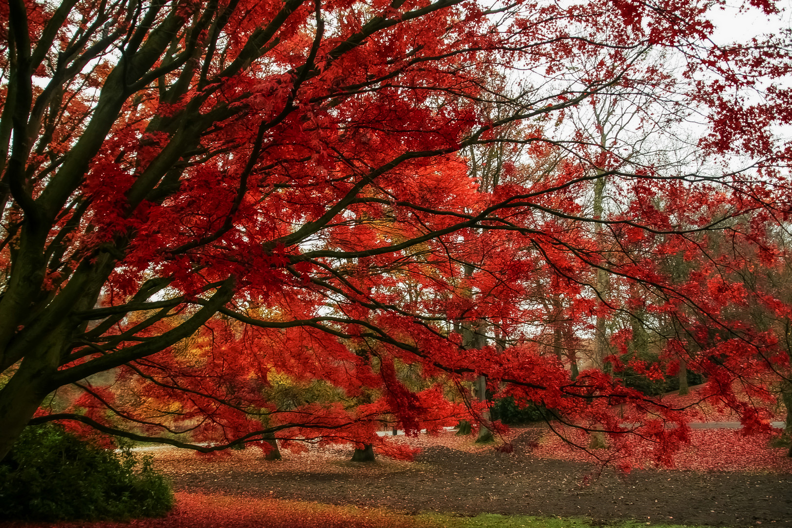 Herbst flammenrot.