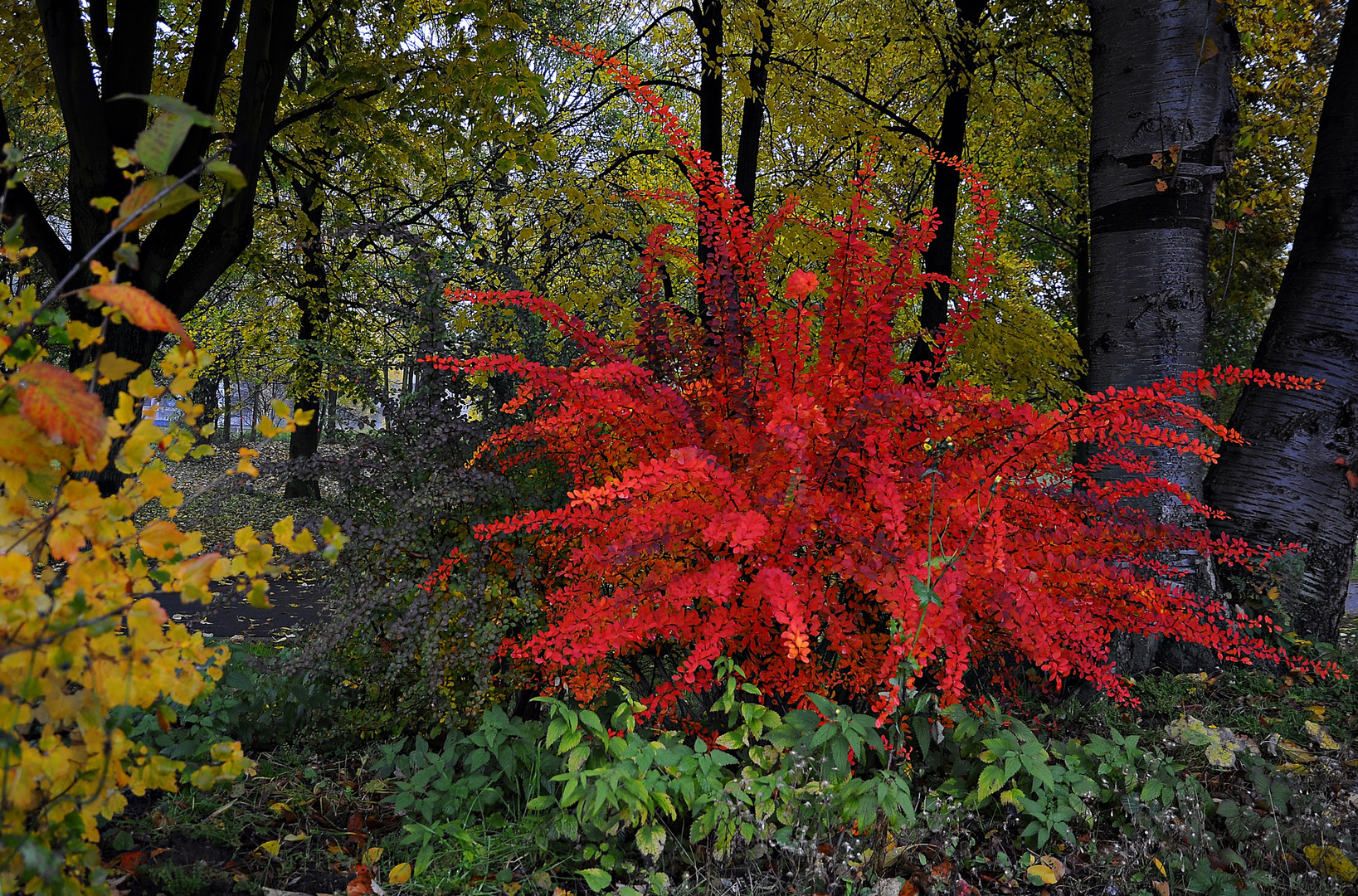 Herbst-Flash