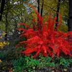 Herbst-Flash