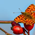 herbst-flash