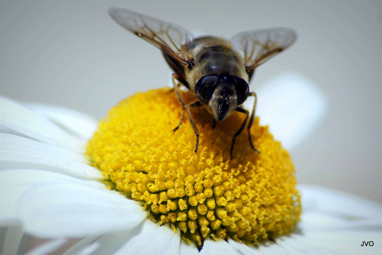 Herbst Fliege