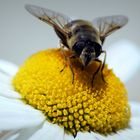 Herbst Fliege