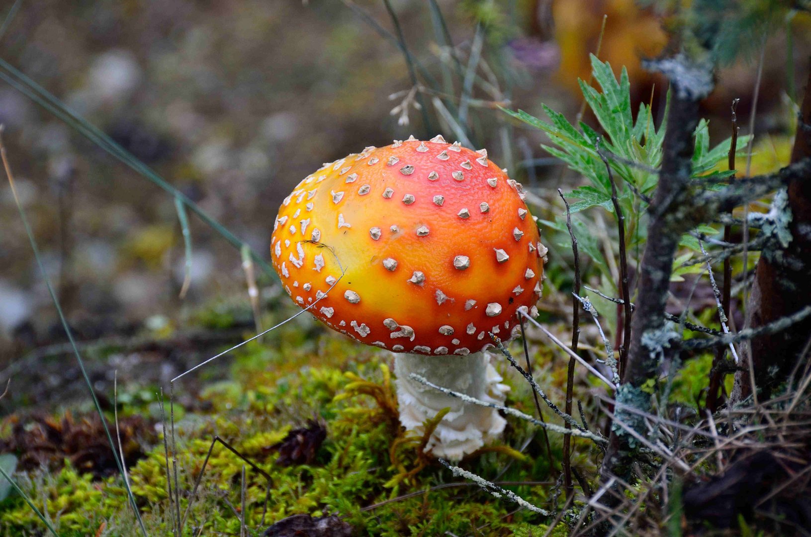 Herbst - Fliegenpilz