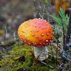 Herbst - Fliegenpilz