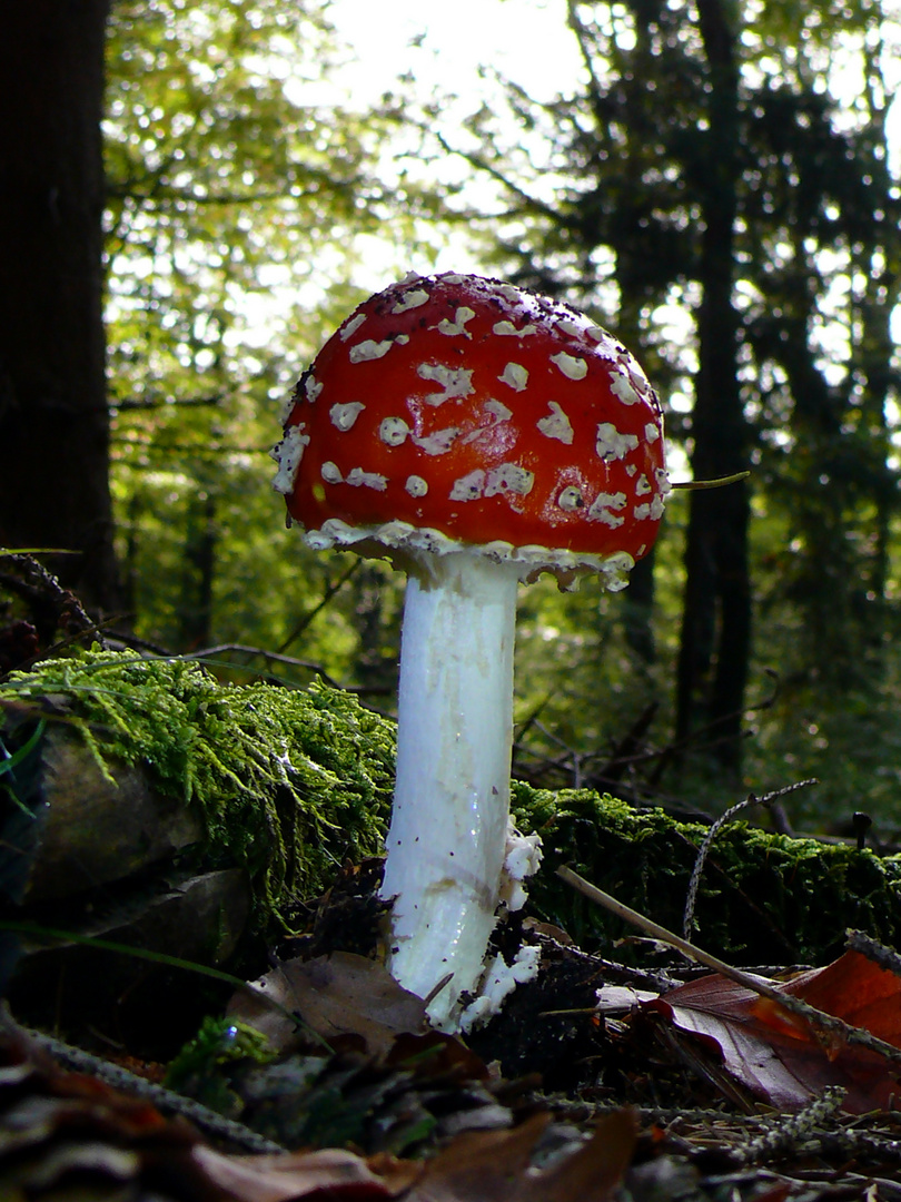 Herbst - Fliegenpilze - Harz