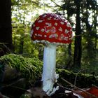 Herbst - Fliegenpilze - Harz