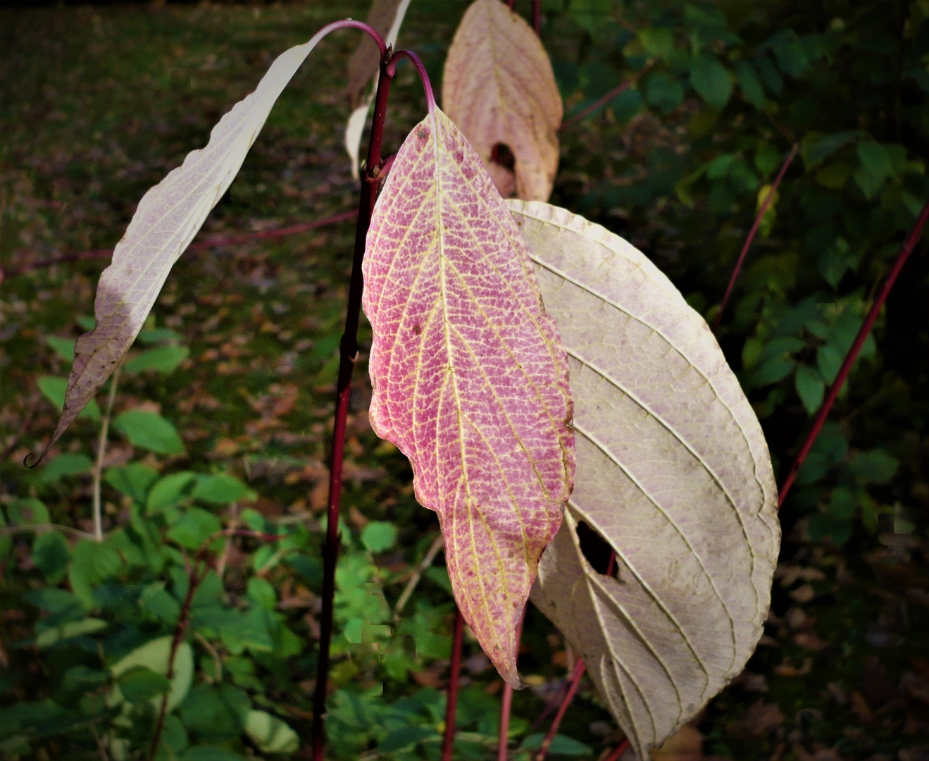 - - herbst  --  formen + farben  - -