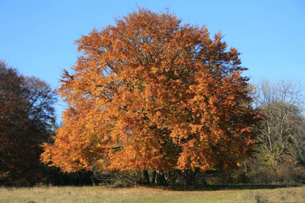 herbst ! - fortsetzung folgt....