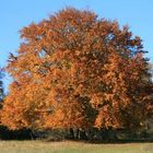 herbst ! - fortsetzung folgt....