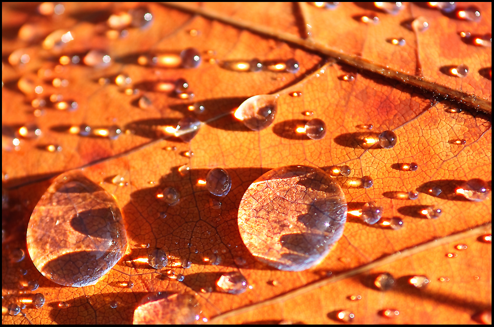 Herbst - Foto ist nicht bearbeitet. Nur was abgeschnitten. So wie es ist.