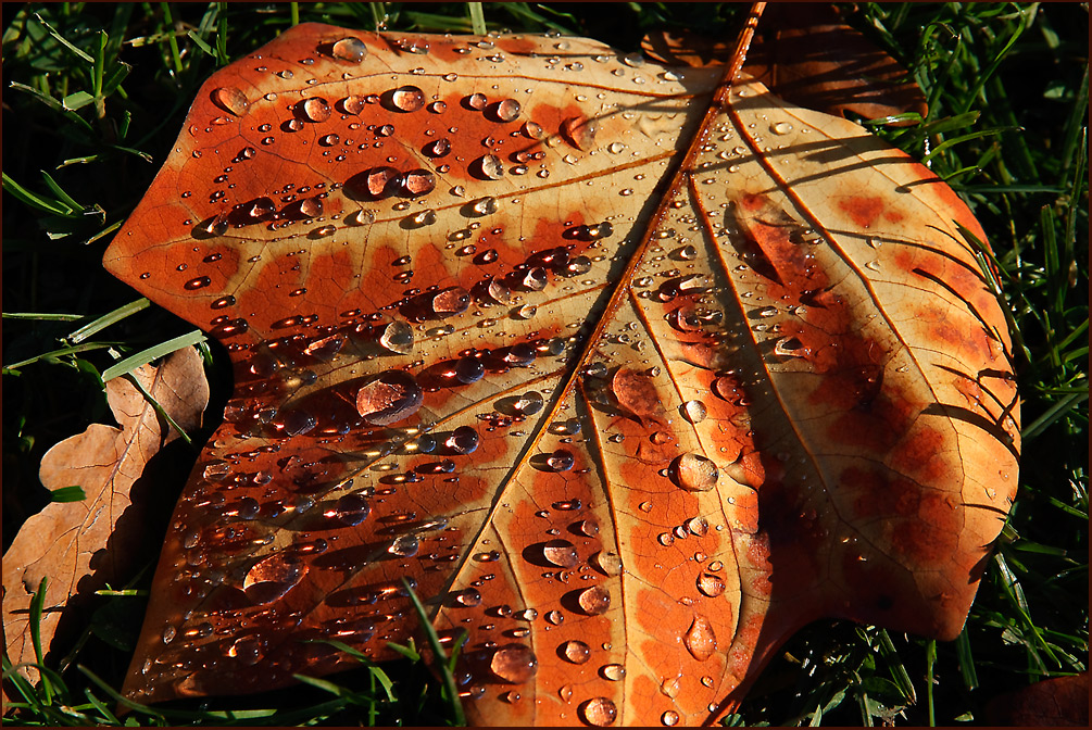 Herbst - Foto ist nicht bearbeitet. So wie es ist.