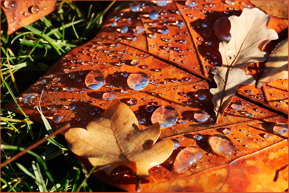 Herbst - Foto ist nicht bearbeitet. So wie es ist.