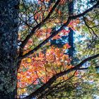 Herbst Fotowalk