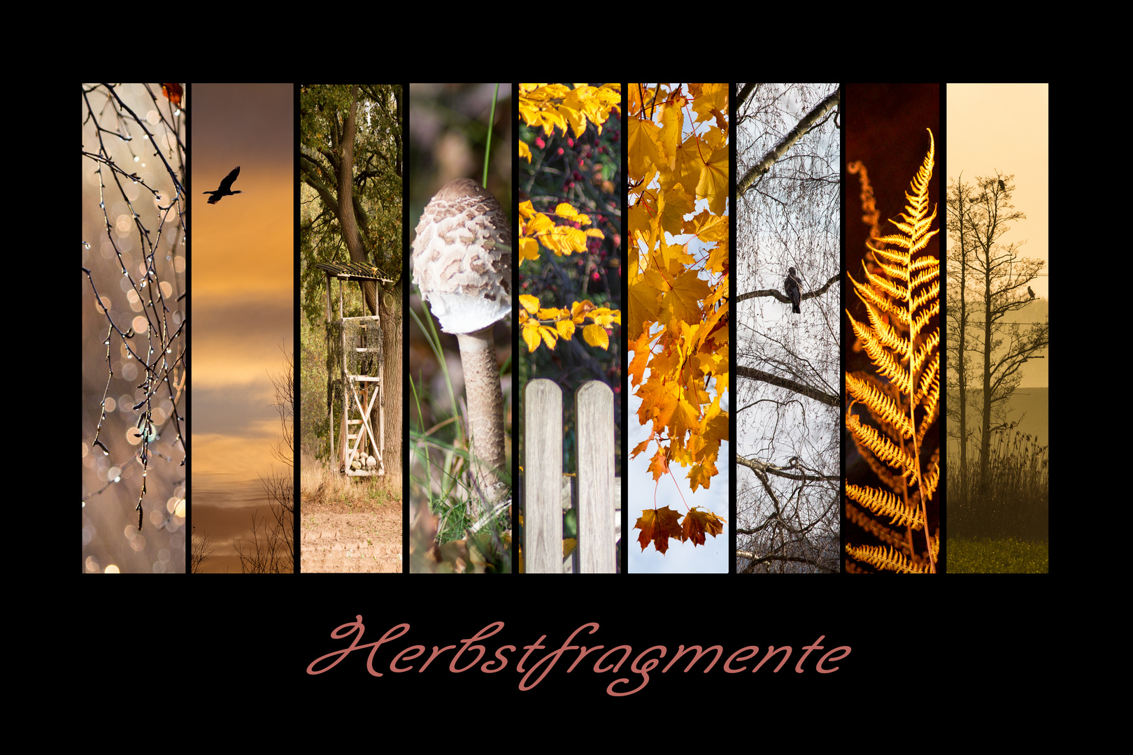 Herbst-Fragmente-Collage