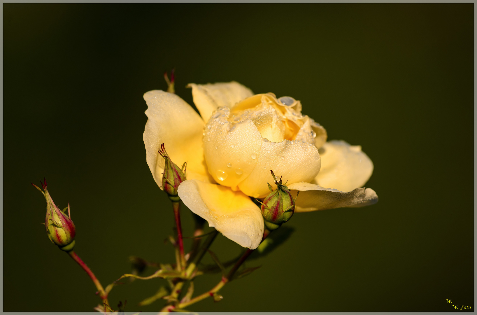 Herbst Freundschaftsrose 