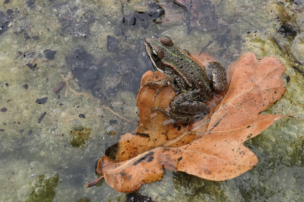 Herbst – Frosch auf Eichenblatt