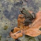 Herbst – Frosch auf Eichenblatt