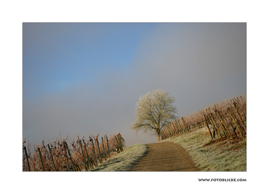 Herbst Frost