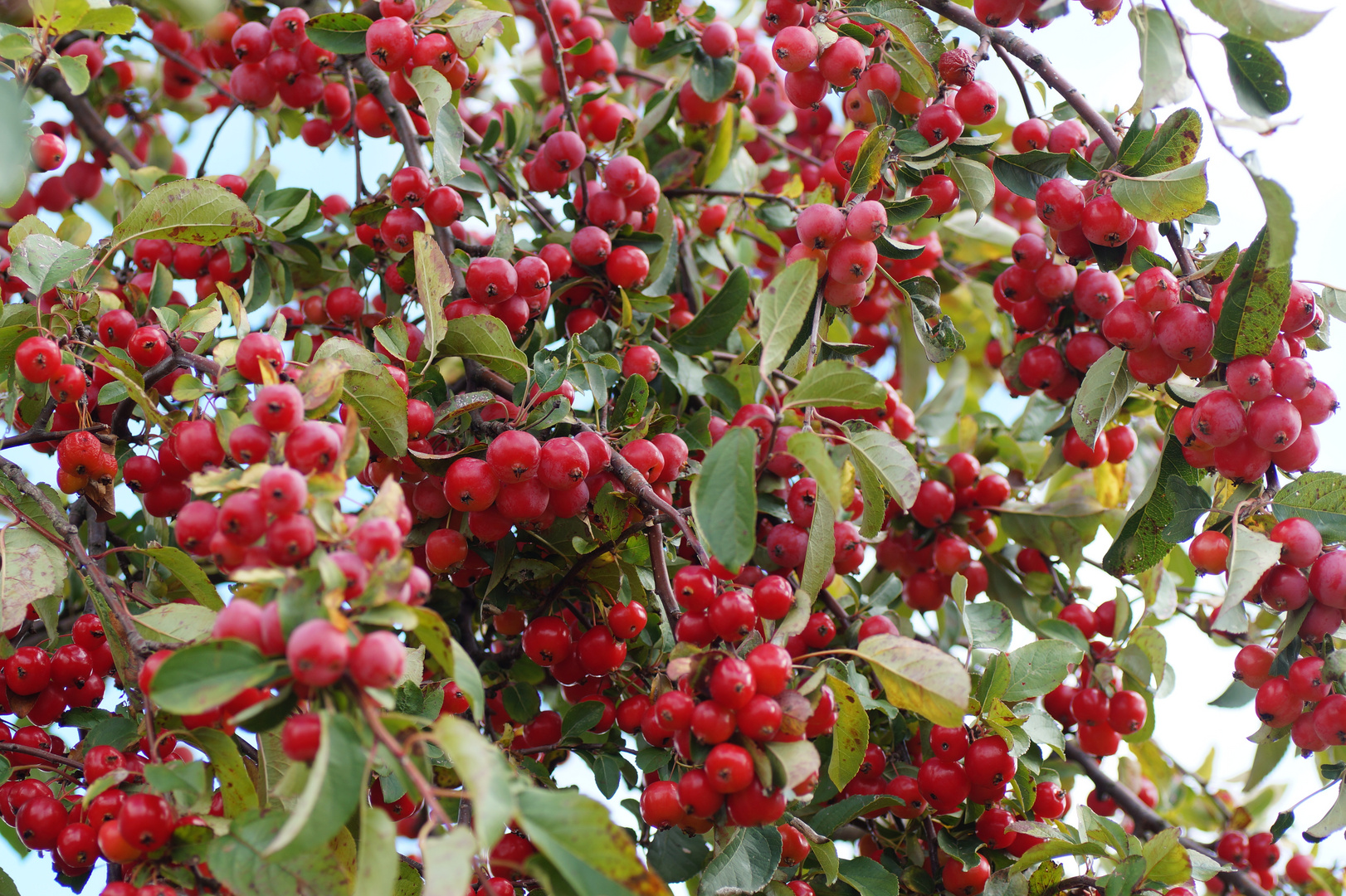 "Herbst-Frucht"