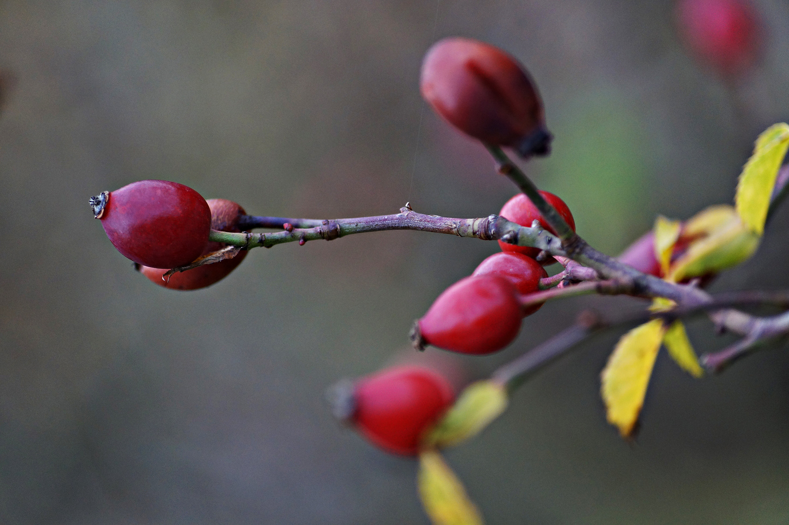 Herbst Frucht