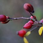 Herbst Frucht