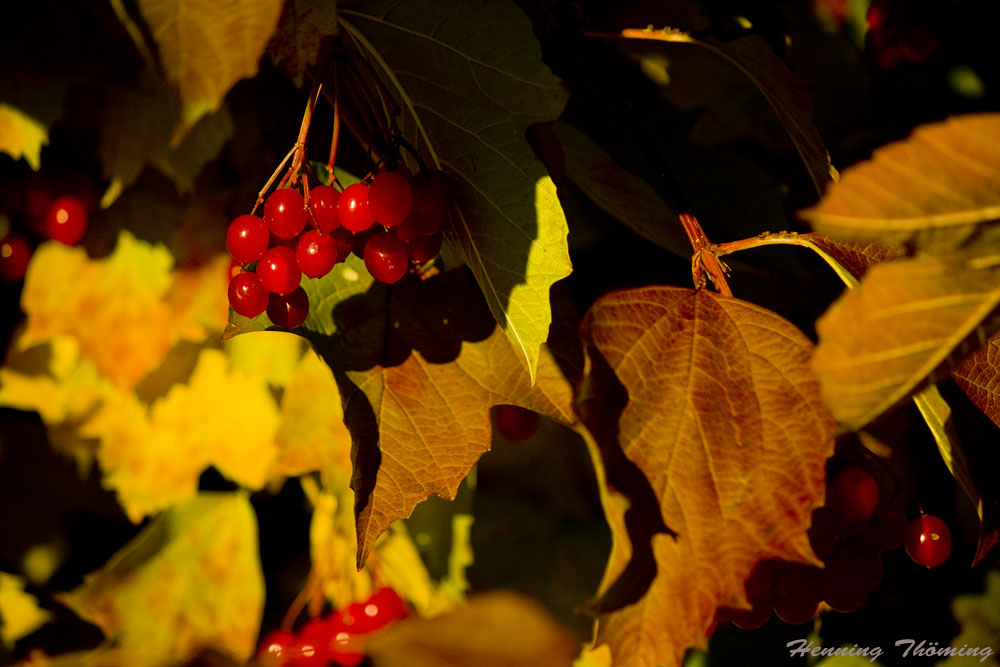 Herbst-Frucht