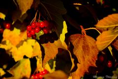 Herbst-Frucht