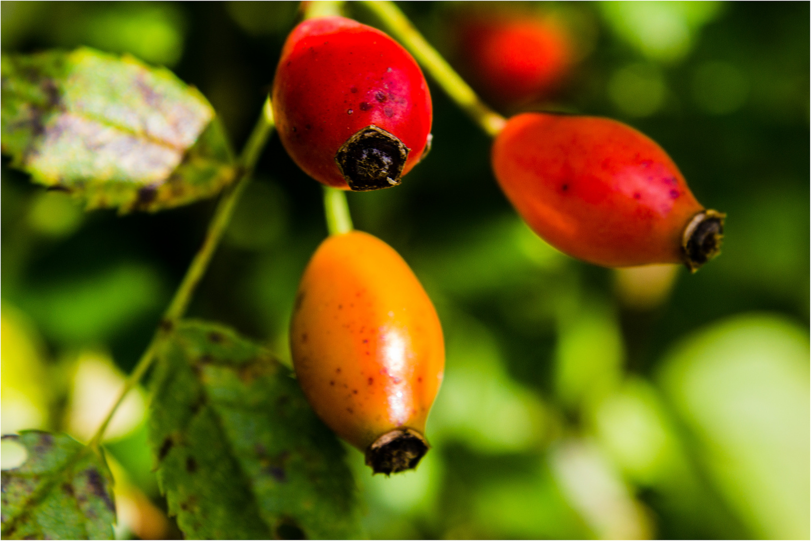 Herbst-Frucht ...