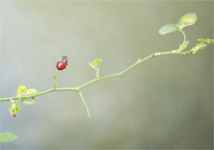 herbst-frucht