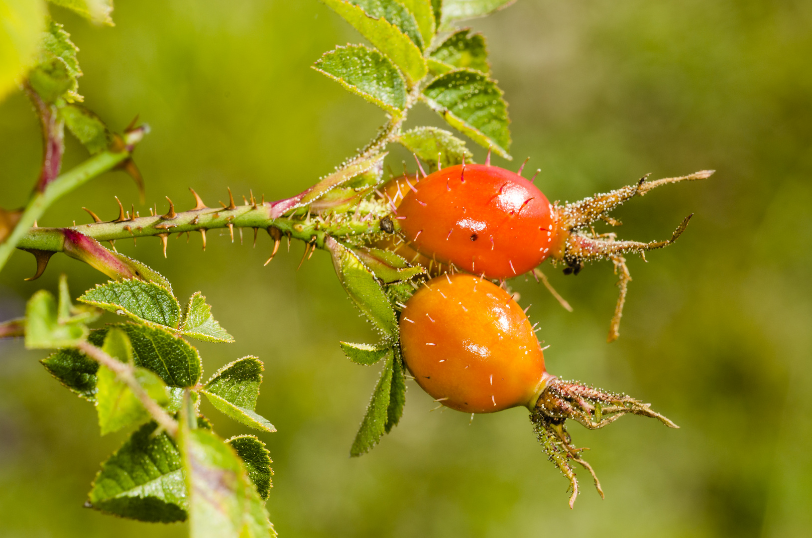 Herbst-Früchtchen