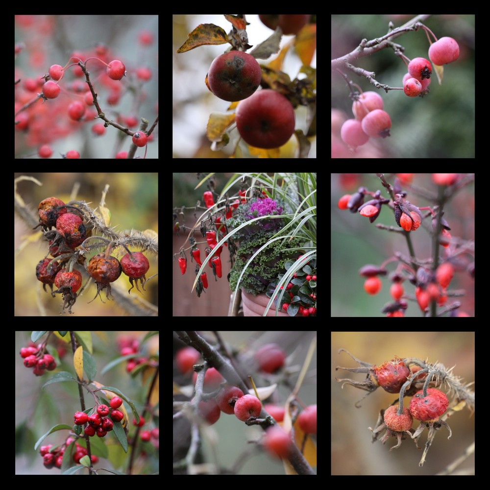 Herbst-Früchte