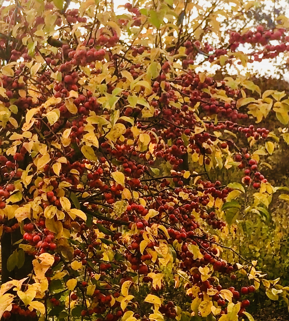 Herbst Früchte 