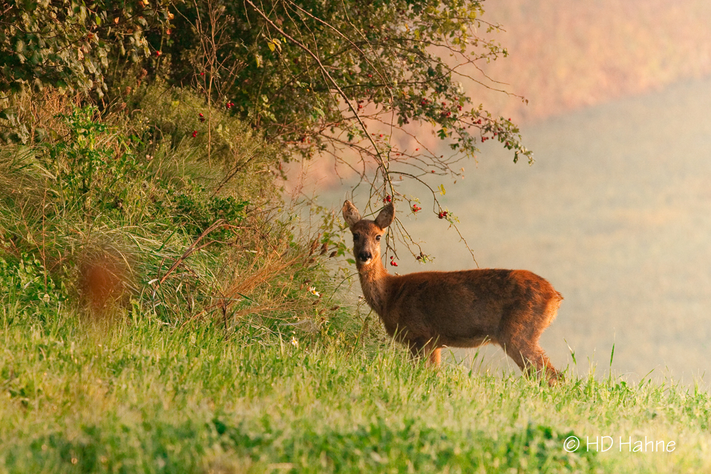 Herbst Früchte