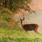 Herbst Früchte