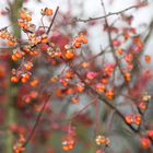 Herbst Früchte