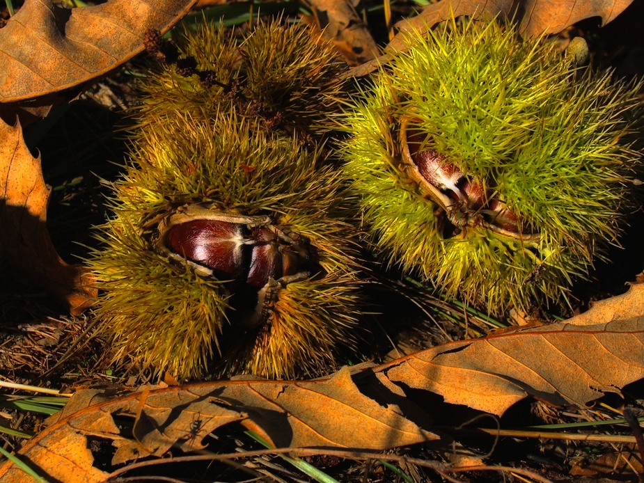 Herbst-Früchte..... (Esskastanien)