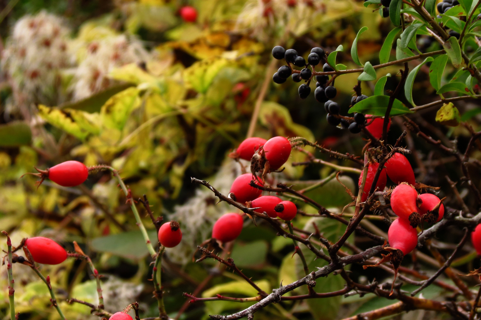 Herbst- Früchte