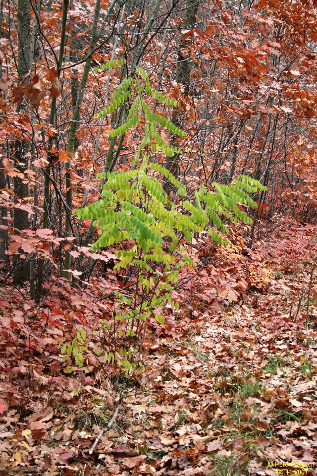 Herbst: Früher oder später kriegen wir Euch alle ...