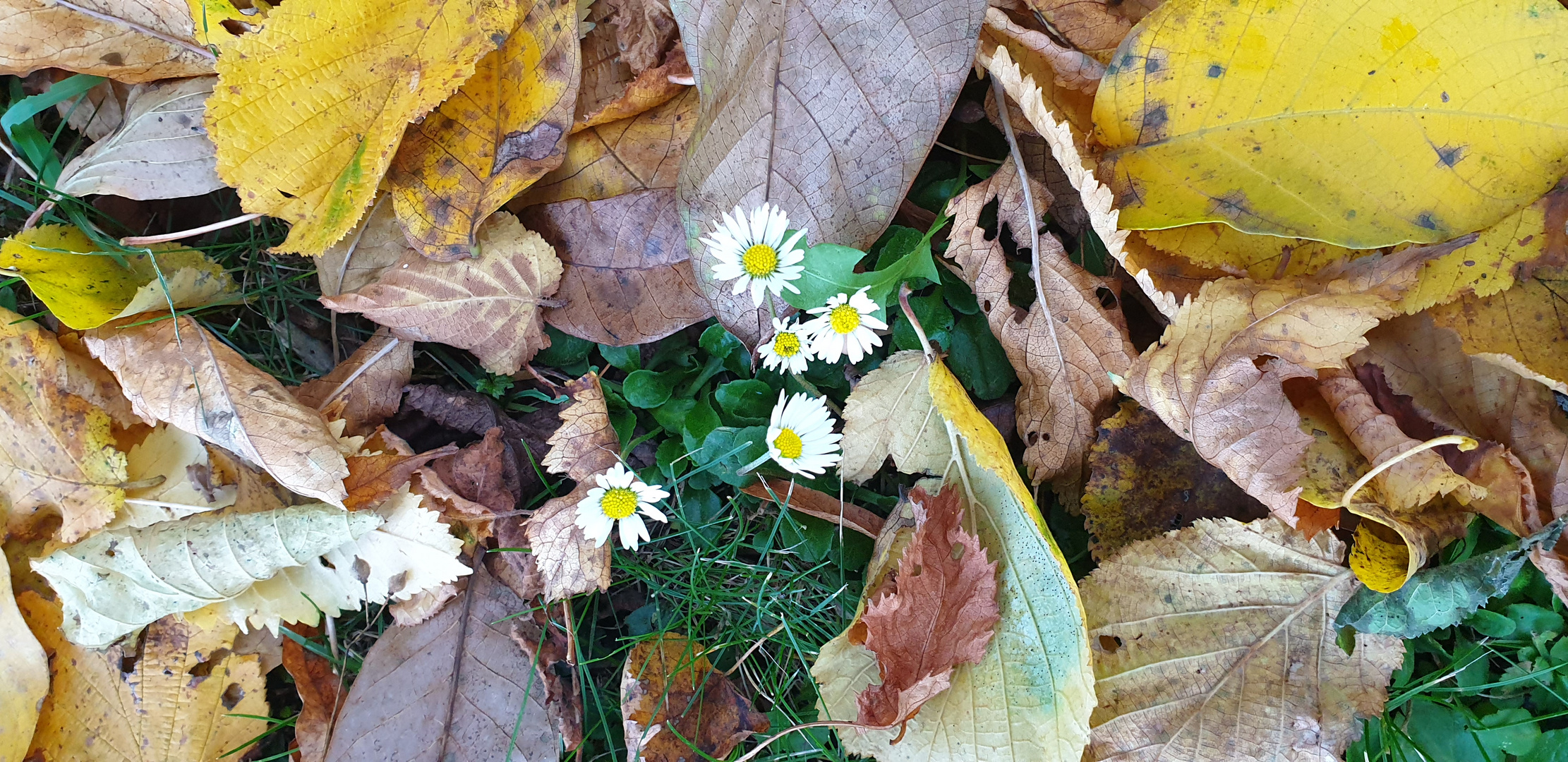 Herbst & Frühling