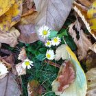 Herbst & Frühling