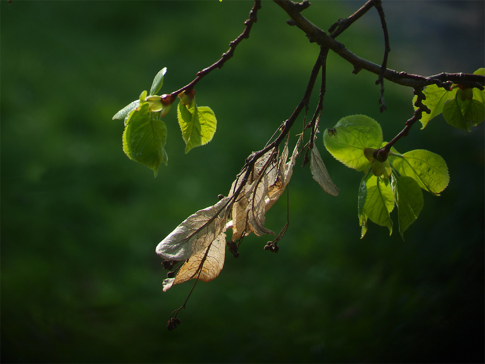 Herbst-Frühling