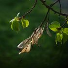 Herbst-Frühling