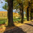 Herbst für Allee