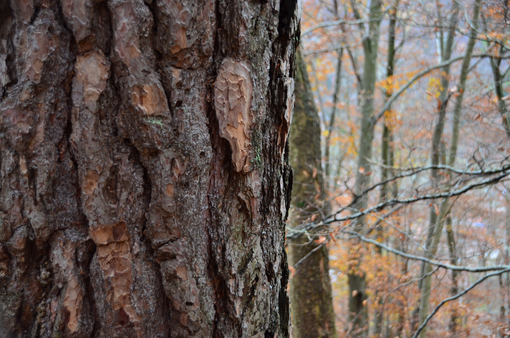 Herbst für Borke und Wald