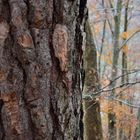 Herbst für Borke und Wald