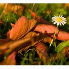 Herbst-Gänseblümchen..