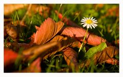 Herbst-Gänseblümchen..