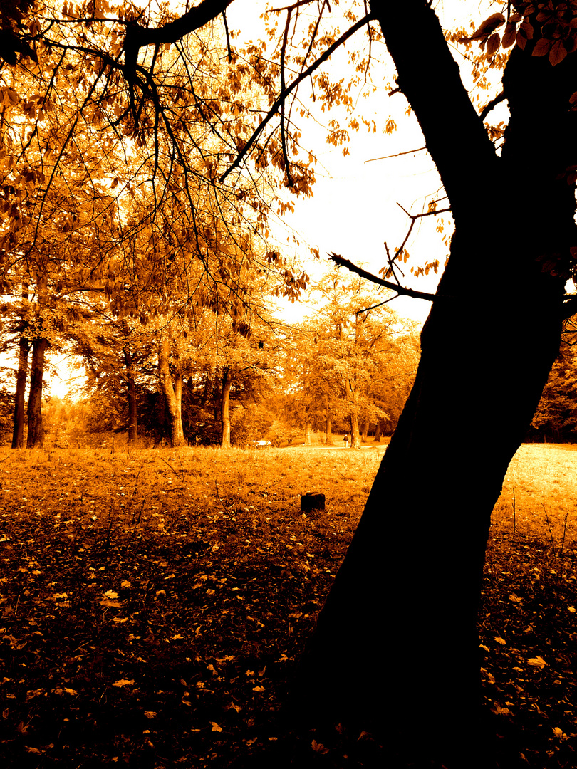 Herbst ganz in gelb