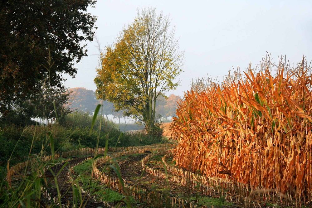 Herbst-Garnierung