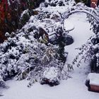 Herbst ? garten im 8Uhr Licht